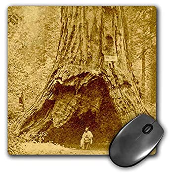 3dRose Mouse Pad Giant Sequoia Calaveras Big Trees State Park California Pioneer Cabin 8 x 8' (mp_270008_1) 