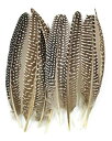 【中古】【輸入品・未使用】Touch of Nature 38193 Guinea Fowl Wing Quill 7-Inch by Touch of Nat...