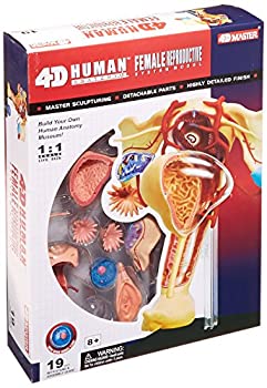 【中古】【輸入品・未使用】人体解剖模型 立体パズル 4D HUMAN Anatomy 雌性生殖器解剖モデル #26062