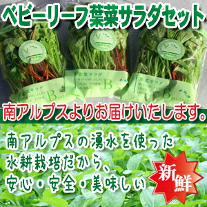 【ベビーリーフ】 葉菜サラダ　3袋セット(葉物野菜)【生野菜サラダ】【甘い・辛い・苦い/スムージーにも】【サラダ・和え物】【水耕栽培葉物】/鮮度安心 根・ウレタン付き/エンダイブ・デトロイト・レットピリカラなど