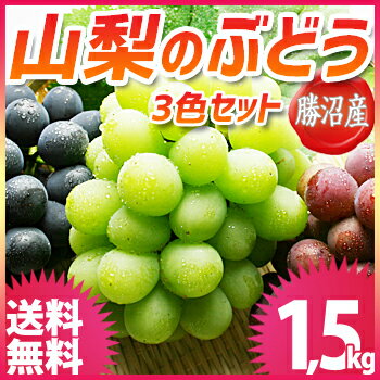 ぶどう 山梨 1.5kgセット 送料無料 ☆勝沼産の高級ブドウ3色詰合せセット☆ 敬老の日 種なし巨峰 ピオーネ 藤稔 ロザリオビアンコ 翠峰 瀬戸ジャイアンツ シャインマスカット 甲斐路 甲斐乙女 ゴルビー他 ブドウ 葡萄