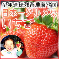 【グルメSHOP】 山梨県産いちご