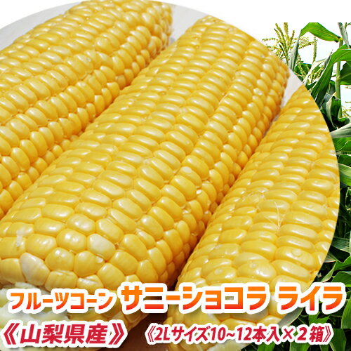美味しい とうもろこし《 20～24本 》送料無料【 朝採り 甘い とうもろこし サニーショコラ ライラ（2L..