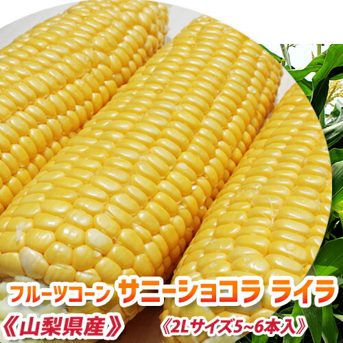 美味しい とうもろこし《 2Lサイズ 5～6本 》【 朝採り 甘いとうもろこし サニーショコラ ライラ（2L 5～6本入) 】送料無料 トウモロコシ フルーツコーン スイートコーン ヤングコーン 山梨県産 甲府地区 朝採りで生でも食べられる！ きみひめの後継品種