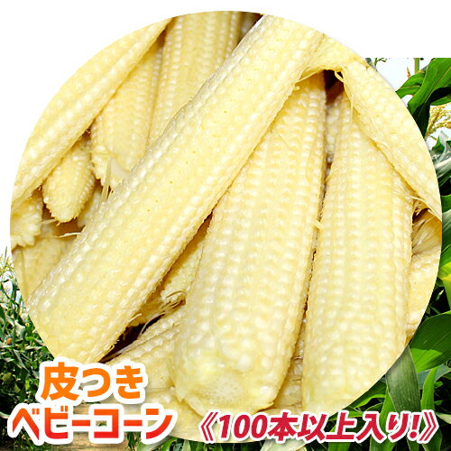 《皮付き生ベビーコーン 100本以上》ヤングコーン【朝採り 皮付き生ベビーコーン。（50本以上入り×2箱＝100本以上！！）】送料無料 とうもろこし きみひめ ゴールドラッシュ 皮付き生ヤングコーン ベビーコーン 山梨県産 中道町 希少！数量限定のサムネイル