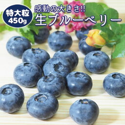 《高級 特大粒 生ブルーベリー 送料無料》【完熟 生ブルーベリー 無添加 品種MIX450g（1箱4P入）】国産 千葉県産《数量限定 クール便》贈り物 贈答品 産地直送 詰め合わせ フルーツ 果物 青果 有機 養液栽培 blueberry オーガニック ユーリカ トワイライト ブルーマジック