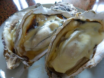 レア3年物/10個/北海道・活牡蠣(カキ)(殻付き 生食)牡蠣・厚岸西岸 仙鳳趾/牡蛎230グラム〜280グラム