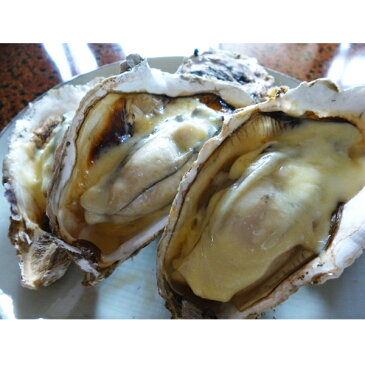 レア3年物/20個/北海道・活牡蠣(カキ)(殻付き 生食)牡蠣・厚岸西岸 仙鳳趾/牡蠣230グラム〜260グラム前後