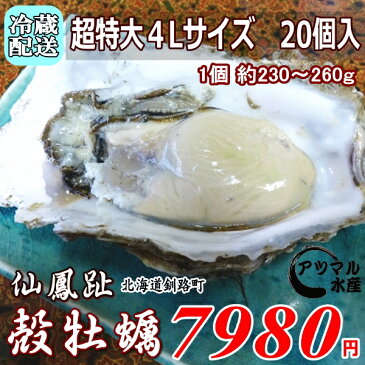 レア3年物/20個/北海道・活牡蠣（カキ）（殻付き　生食）牡蠣・厚岸西岸　仙鳳趾/牡蠣230グラム〜260グラム前後