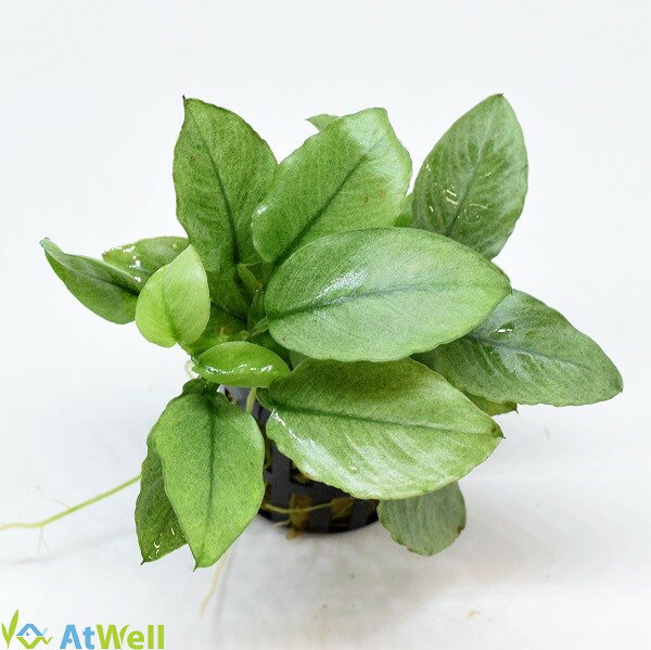 【AtWell】アヌビアスspジェイド(水上葉) POT入り