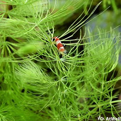 水草マツモ5本