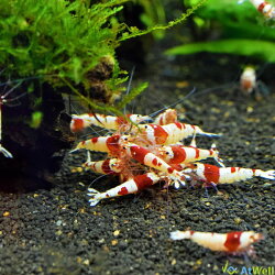 【国産!即戦力サイズ】レッドビーシュリンプ日の丸・進入禁止タイプ2cm〜サイズ