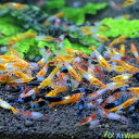 ルリーシュリンプ3色MIX別名、学名、英名、インボイス名等 Neocaridina davidi Red Rili Neocaridina davidi Black Rili Neocaridina davidi Orange Rili飼育環境水温：20℃〜25℃水質：弱酸性~中性（pH6.0〜8.0）底床：ソイル、大磯砂等 餌：シュリンプフード、無農薬ほうれん草等 ※あくまで参考例となりますので、この環境でも水槽の状況によっては上手くいかない場合もございます。ショップコメント体長約1.3cm〜1.8cmのお届けとなります。 レッドルリーシュリンプ、オレンジルリーシュリンプ、ブラックルリーシュリンプの3色MIXセットでのお届けとなります。水槽内にカラフルな彩りを与え、鑑賞目的にもお勧め致します。 お届けする数はレッドルリーシュリンプ4匹、オレンジルリーシュリンプ4匹、ブラックルリーシュリンプ4匹となります。(補償サービス分2匹含みます。) ※当店のシュリンプは基本的に他種との交雑を避ける為、種類ごとに水槽を設けて飼育管理をしておりますが、このセットに関しては別に水槽を設けて3種類をMIXして管理しております。 ※残り在庫の関係上、対応出来ない場合もございますので雌雄や柄を指定しての注文はお受けできませんので予めご了承ください。 ※到着直後は発送による負担や、ストレスで色落ちや色抜け等が起こる場合がございます。※水合わせについて シュリンプは水質の急変に弱いので、じっくり時間をかけて水合わせをしてあげて下さい。 その際の水合わせ方法は点滴方式や水作のサテライトを用いた水合わせをお勧めします。 シュリンプの配送について 生体用のビニール袋に水槽から掬ったシュリンプと飼育水、シュリンプの足場（水草等）を入れ、最後に圧縮酸素を少量入れてパッキング（水漏れ防止の為袋は二重）します。 次にパッキング済みのシュリンプが入った袋を新聞紙で包み、夏場は保冷剤や保冷の為凍らせたペットボトル、冬場は保温の為カイロ（保温持続時間最大20時間）と一緒に発泡容器に入れ、ガムテープで蓋を閉じて梱包完了、発送いたします。 ※九州、沖縄、北海道のお客様へのお届けについて 2020年3月18日(水)より、楽天市場店では航空便（タイムサービス便）での配送対応は中止とさせて頂きます。 楽天市場の共通の送料込みラインの導入により、従来のように通常配送の料金とは別に航空便送料を頂く形での対応が出来ない形となりました。 航空便（タイムサービス便）は高額な為、送料込みラインの範囲内での対応は楽天市場店では困難となります。 その為、該当地域のお客様は今後は発送から2日後以降のお届けが最短となります。 大変恐れ入りますが、ご理解頂けますようお願い致します。