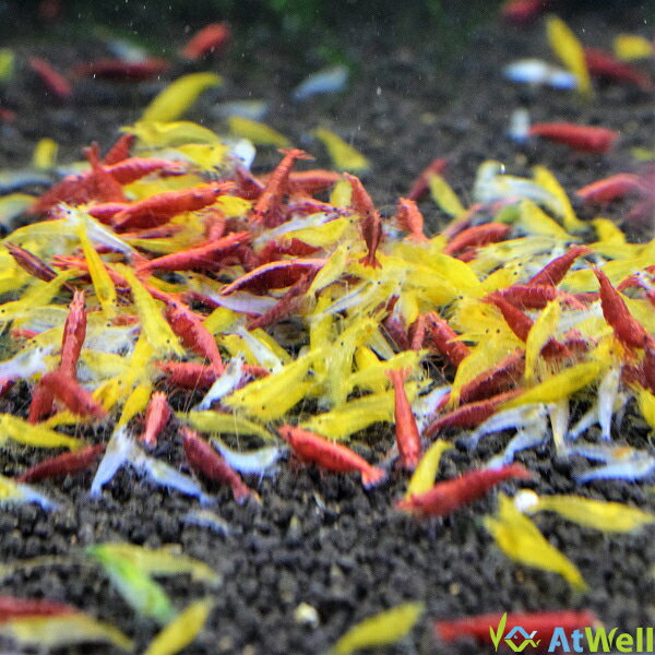 【AtWell】シュリンプ3色MIX B 10匹セット(＋2匹事前補償付き) 2
