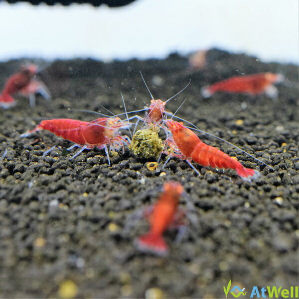 ��AtWell�ۥ�åɥ�������ɥ�����סʥ�åɥ�����ǥ󥢥�������ס�5ɤ