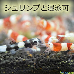 【国内ブリード個体】シャドーシュリンプ6匹セット