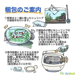 【条件付き送料無料】チェリーシュリンプ3色MIXBセット10匹(+2匹補償サービス付き)【お一人様2点まで】
