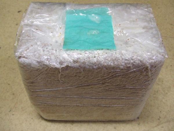 楽天市場】オオヒラタケ 菌糸ブロックの通販 楽天市場】オオヒラタケ 菌糸ブロックの通販