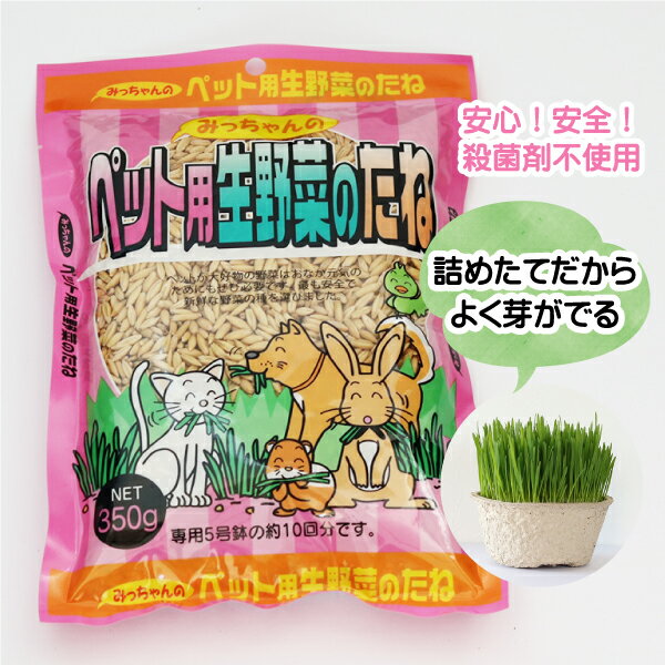 【在庫限り】【生産直売特価】【無農薬種子】【高発芽率種子】猫草の種・犬草の種 徳量350g【コンビニ受取対応商品】…