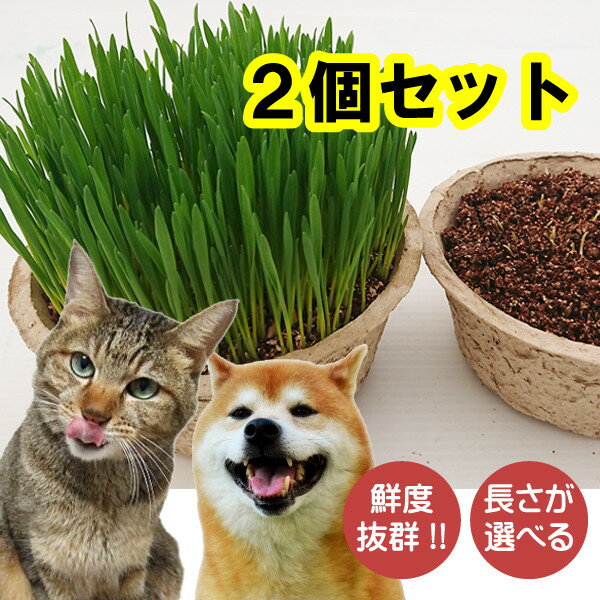 猫草 2鉢セット　新鮮さ【毛玉ケア】【環境エコ商品】