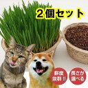 猫草 2鉢セット　新鮮さ【毛玉ケア】【環境エコ商品】鉢直径15.5cm 長さが選べる ネコ草 ねこ草「猫草 毛玉ケア〜栽…