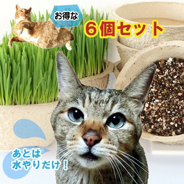 「猫草6鉢栽培セット」 新鮮さで高評価 後は水だけ ねこ草 ・ ネコ草 の 無農薬 決定版。犬 ウサギ ペット全般用 