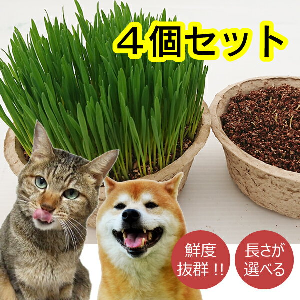 4鉢セット　新鮮さで高評価鉢直径15.5cm長さが選べるネコ草！ねこ草「猫草毛玉ケア〜お得な栽培済み4鉢セット〜」年間70万食の実績の犬草・猫草