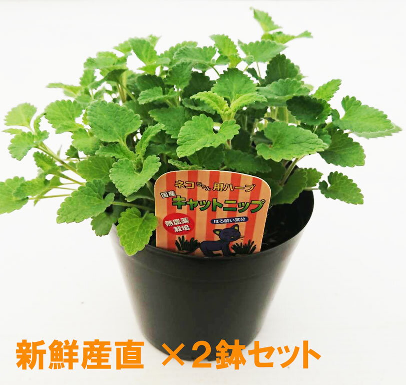 楽天87navi【国産農場直送】【無農薬】生キャットニップ 4．5号大株 多幸感 蚊が好まない香り とTVでも話題に 西洋またたび　西洋マタタビ こんもり良株 高さ10〜20センチ前後 ストレス発散 天然ハーブ フードにふりかけ