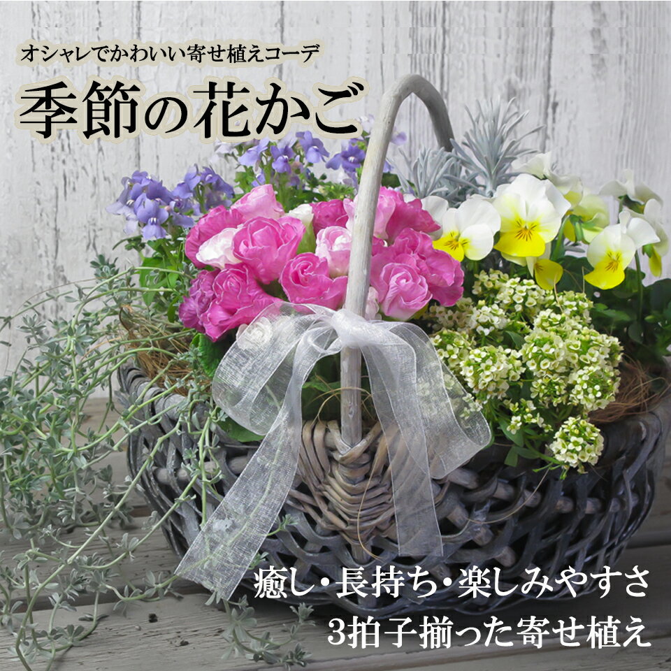 寄せ植え 春 お誕生日に最適 お花は旬の花をおまかせ「　季節の花かご 寄せ植え　」　自宅用 ギフト プレゼント 花苗セット 済 シャビー フレンチシャビー シャビーシック　おしゃれ インテリア 雑貨 送料無料 鉢花 寄せ鉢 寄せ苗