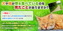 猫草 2鉢セット　新鮮さ【毛玉ケア】【環境エコ商品】鉢直径15.5cm 長さが選べる ネコ草 ねこ草「猫草 毛玉ケア〜栽培済み 2鉢セット 〜」年間70万食以上の安心な実績 犬草 猫草【コンビニ受取対応商品】キャットフード お手入れ用品 SDGs 環境に優しい 抜けにくい加工 2