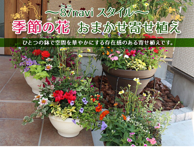 【送料無料】【晩春・初夏】季節の花デザイナー寄せ植え「87naviブランド」誕生日 初心者可 入門可 鉢花 鉢植え アレンジメント フラワーギフトに喜ばれる 良苗セット お祝い 7月 8月 贈答 プレゼント　お中元　暑中見舞【楽ギフ_包装】