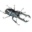 ギラファノコギリクワガタ(ジャワ産)成虫ペア(送料無料)
