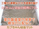 【九州工場直送】カブトムシ幼虫マット・カブちゃん幼虫マット 70L(カブトムシ幼虫用マット)【同梱不可】【代引き不可】【売れ筋】2018年3月3日〜31日までポ...