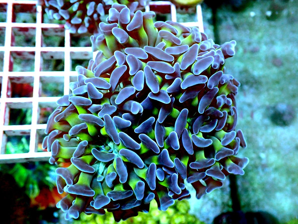 【全品ポイント5倍】★超厳選サンゴ★☆極美☆3head☆ナガレハナサンゴブライティアグリーン約6cm☆