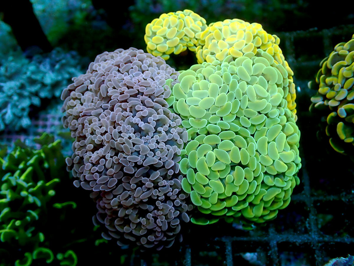 【全品ポイント5倍】★超厳選サンゴ★☆極美☆11HEAD☆ナガレハナサンゴグリーン＆チェスナット＆イエロー☆8..