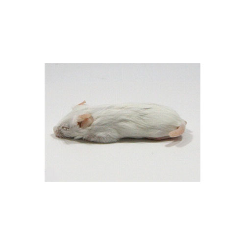 ファジーマウス　通常サイズ（5.5cm）10匹