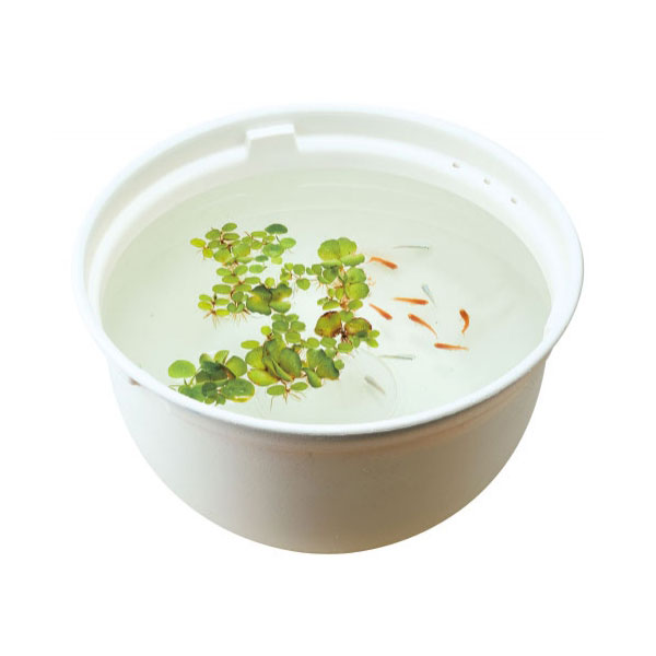 ジェックス　メダカ元気 メダカのための飼育鉢 白370　GEX