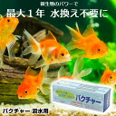 【即日発送】バクチャー 水槽 水質浄化活性石 水槽用バクチャー(淡水用)60L用 水質調整剤 水槽の水換え不要1年間 金魚 淡水魚 水換え 水槽 お手入れ 簡単 安全 バクテリア 送料無料 ばくちゃー
