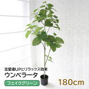 【直送】ウンベラータ フェイクグリーン 人工 造花 人工観葉植物