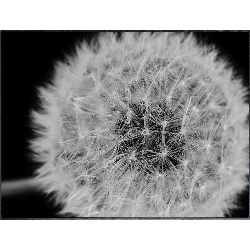 ȥݥ(եȥե) ƥݥ꡼ PHOTOGRAPHY Dandelions