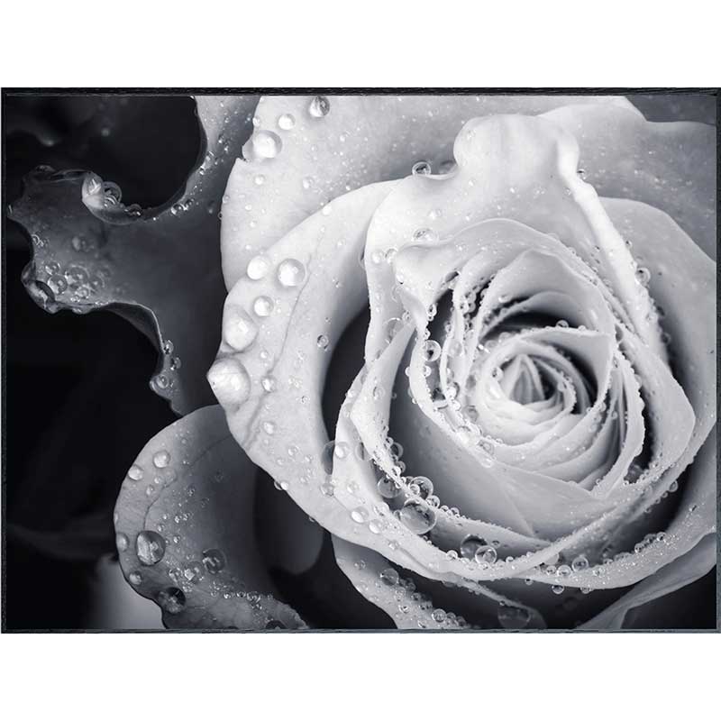 ȥݥ(եȥե) ƥݥ꡼ PHOTOGRAPHY Rose