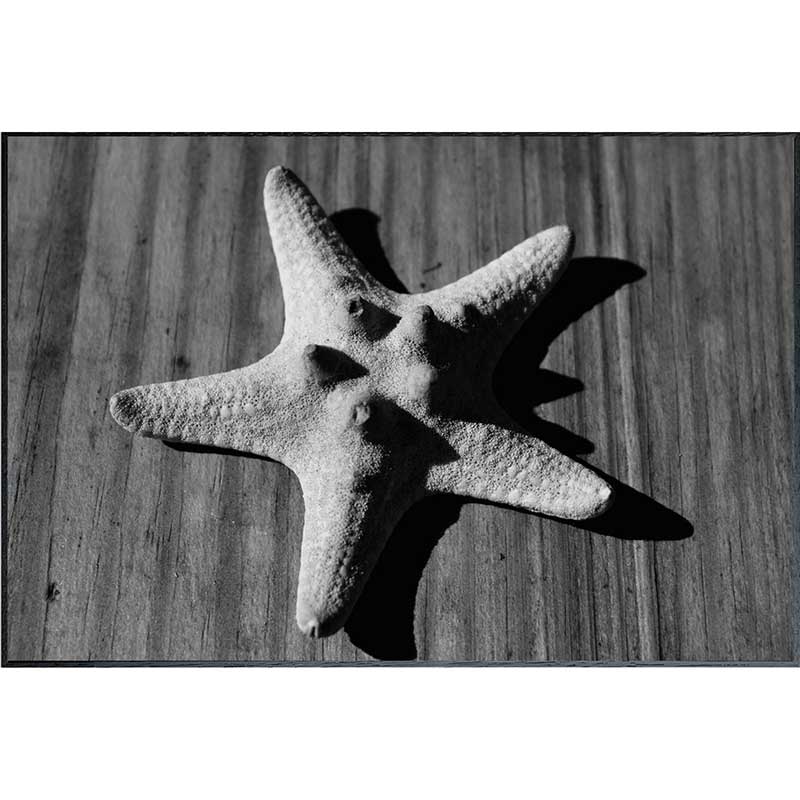 ȥݥ(եȥե) ƥݥ꡼ PHOTOGRAPHY Star fish