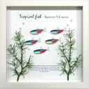ZAKKA-ART(アクア) 雑貨アート Aqua Frame Neon Tetra