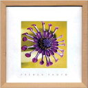 ZAKKA-ART(FRENCH PHOTO) 雑貨アート FRENCH PHOTOGRAPHY Violet,Green