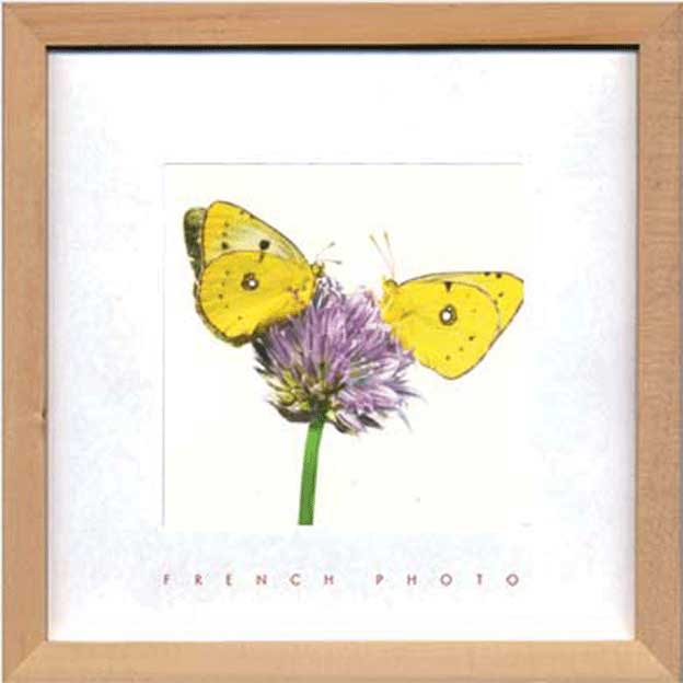 ZAKKA-ART(FRENCHPHOTO) ߥ FRENCH PHOTOGRAPHY Yellow Butterflies