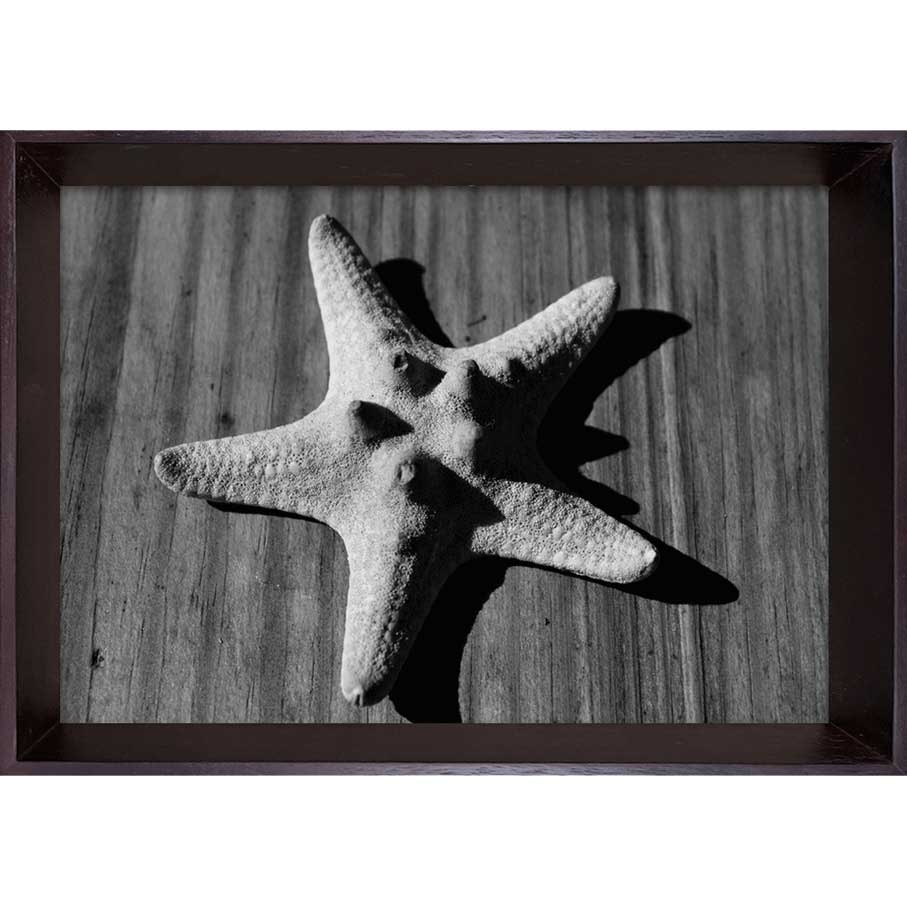 乐天商城 - アートポスター(フォトグラフィー) コンテンポラリーアート PHOTOGRAPHY Star fish