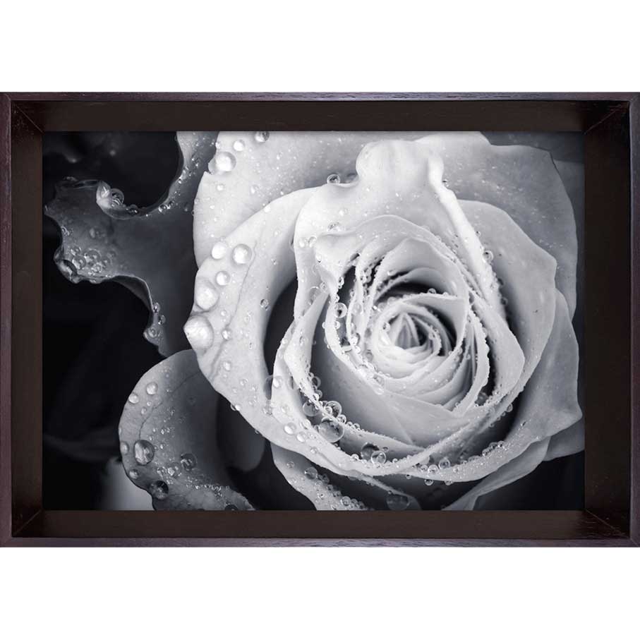 樂天商城 - アートポスター(フォトグラフィー) コンテンポラリーアート PHOTOGRAPHY Rose