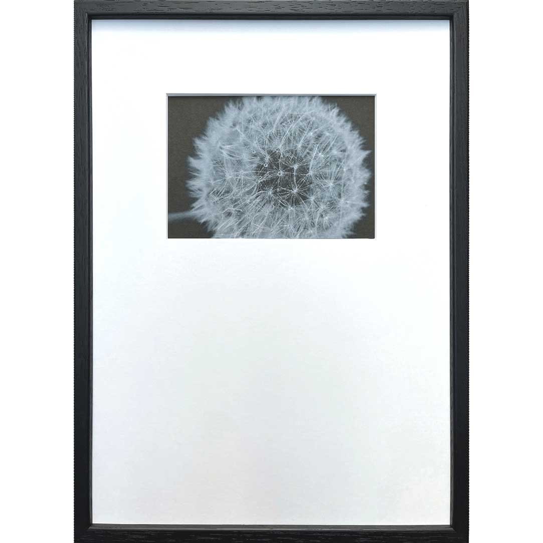 ȥݥ(եȥե) ƥݥ꡼ PHOTOGRAPHY Dandelions