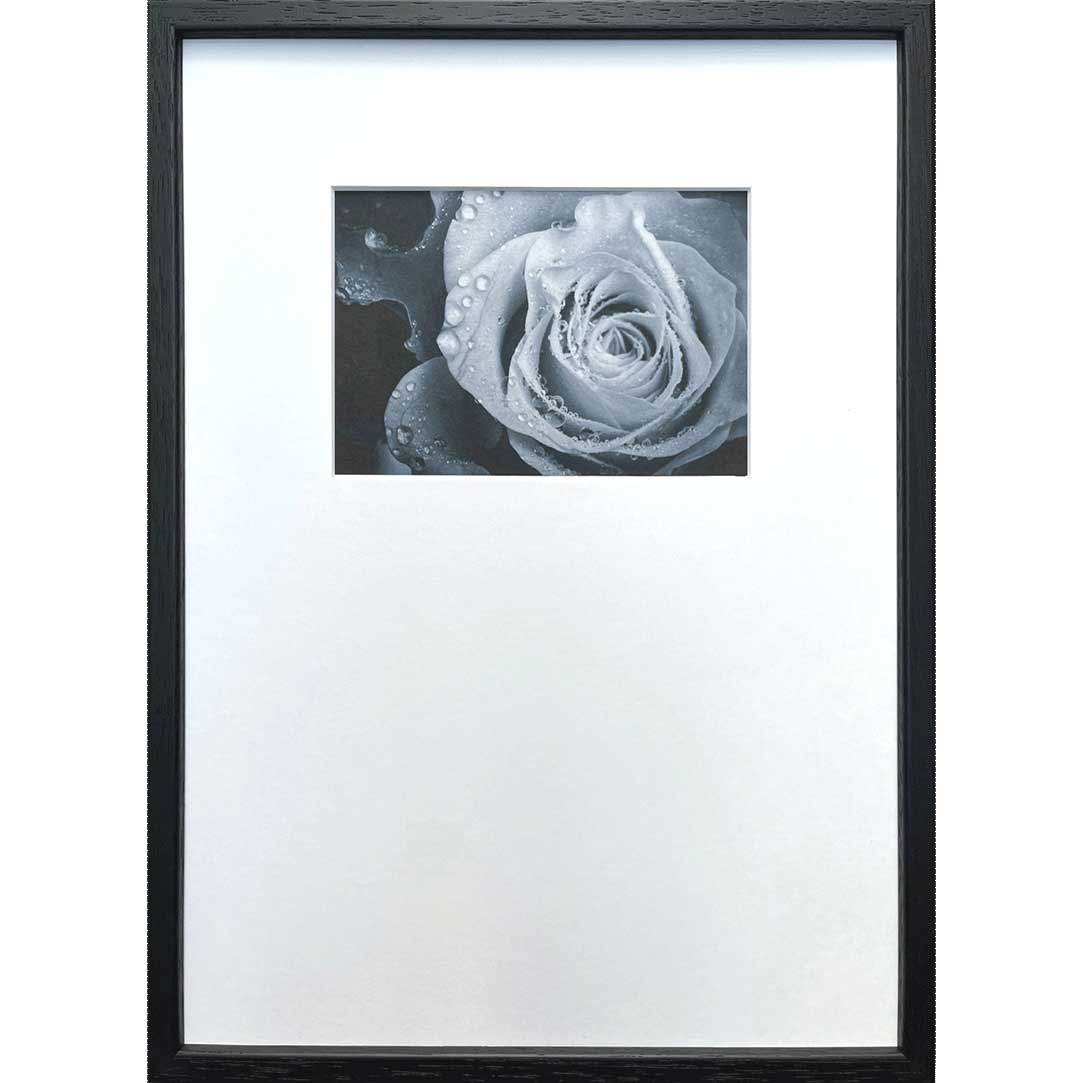 ȥݥ(եȥե) ƥݥ꡼ PHOTOGRAPHY Rose