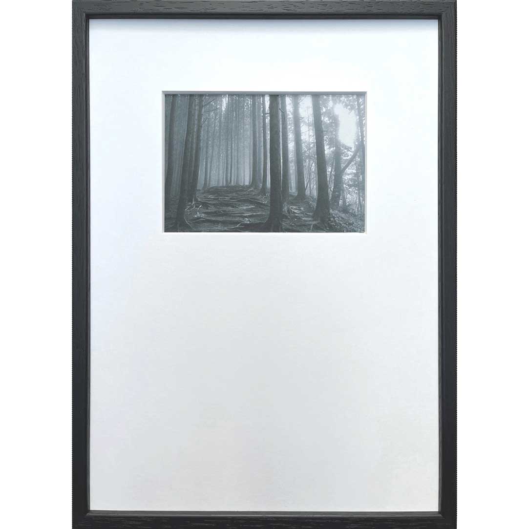 ȥݥ(եȥե) ƥݥ꡼ PHOTOGRAPHY Forest